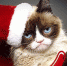 grumpy-cat - Business-Vector.Info