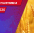 Аграрии убирают озимую пшеницу и другие культуры - ГТРК Саратов