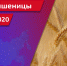 Хозяйства Саратовской области продолжают уборку озимой пшеницы - ГТРК Саратов