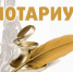 О проведении плановой проверки нотариуса нотариального округа г. Балашов и Балашовский район Саратовской области Шмакаевой Н.В. - Министерство юстиции