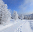Зима, снег, лес - Novosti-Saratova.Ru