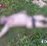 IMG_20230820_185309_328 - Novosti-Saratova.Ru
