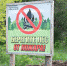 Лес, пожар - Novosti-Saratova.Ru