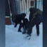 Кадр видео ОЭБиПК УМВД по Саратову. - ИА СаратовБизнесКонсалтинг
