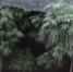 конопля.jpg - Saratov24.TV