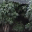 конопля2.jpg - Saratov24.TV