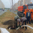 Стартовали работы по посадке зеленых насаждений в Кировском районе - Администрация г. Саратов
