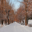 парк_зима - Novosti-Saratova.Ru