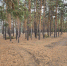 лес - Novosti-Saratova.Ru