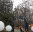 липки - Novosti-Saratova.Ru