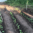 рассада. Мурзов.jpg - Saratov24.TV