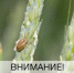На полях региона активизировалась деятельность остроголовых клопов - Министерство сельского хозяйства