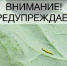 На полях Саратовской области выявили капустную моль - Министерство сельского хозяйства