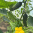 IMG_20250623_160534_312 - Novosti-Saratova.Ru