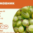 крыжовник.jpg - Saratov24.TV