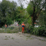 В Саратове из-за неисправности сети и упавшего дерева встали троллейбусы и трамваи - ИА Взгляд-инфо