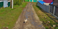 Из-за отсутствия благоустройства в единственном в регионе городе-курорте возбуждено уголовное дело (не обошлось без Бастрыкина) - ИА Версия-Саратов