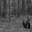 мишка+.png - Saratov24.TV