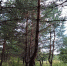 лес - Saratov24.TV