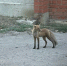 лиса.jpg - Saratov24.TV