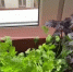 зелень на подоконнике.jpg - Saratov24.TV