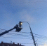 Главную елку Саратова восстановят до Нового года - Saratov24.TV