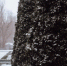 зима-саратов_снег - Novosti-Saratova.Ru