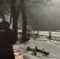 Под снегом в Балашове ветка дерева рухнула на женщину. Пострадавшая в больнице - ИА Взгляд-инфо