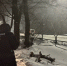 В Балашове упавшее дерево покалечило женщину. Возбуждено уголовное дело - ИА Взгляд-инфо