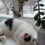 котик, зима, погода.png - Saratov24.TV