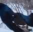 тетерев - Novosti-Saratova.Ru