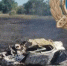 Под Пугачевом водителя «Рено» осудили за смертельное ДТП на встречке - Четвертая Власть