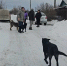 В Энгельсском районе забирают в добрые руки собак, из-за которых разгорелось уголовное дело - Общественное мнение