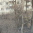 В Ленинском и Заводском районах жители жалуются на упавшие деревья во дворах - Четвертая Власть