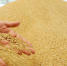 Россельхознадзор обещает не допускать продукты с ГМО на столы саратовцев - Провинциальный телеграфъ